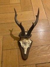 Gehörn Jagdtrophäe