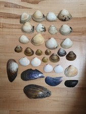 30 x gemischt  Muscheln Meeresmuscheln Strandgut Treibholz Ostsee 1,6 - 7 cm
