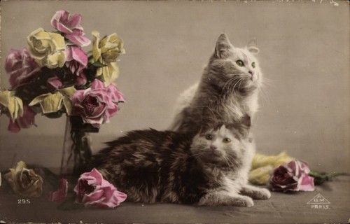 Zwei katzen liegend und - ak,