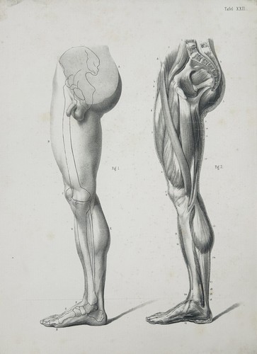 Medizin anatomie anatomy - medizin,