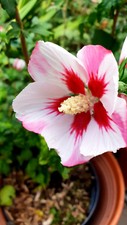 Hibiskus weiß-lila Blüten, Eibisch, Malve, winterhart, 20 Samen, Topf, Kübel