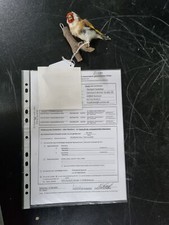 (Art.:Ö-289) Vogelpräparat