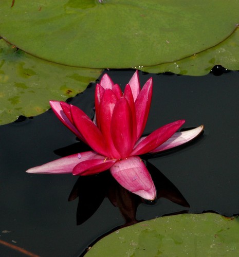 Zwerg seerose rubra - rubra,