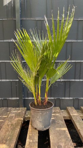 Washingtonia robusta