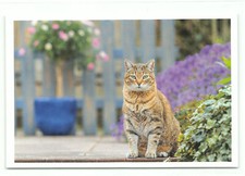 1 AK Katze 23' - NEU !!! #