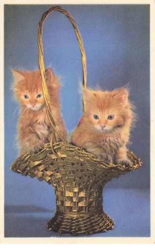 Katzen mk48646 deux - #mk48646,