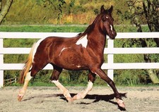Horse postcard pferd - ,