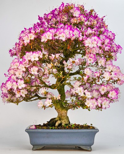 Bonsai azalee rhododendron - bonsai,
