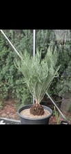 Encephalartos dolomiticus