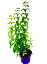 Zitronenverbene "Goliath"