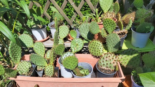 Ohrenkaktus feigenkaktus - ohrenkaktus,,