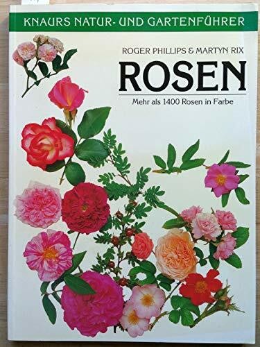 Rosen mehr als - rosen, in