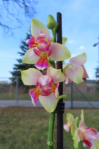 Orchidee phalaenopsis spunky - phalaenopsis,