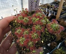 Drosera × 'Dork's