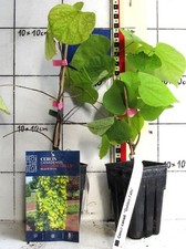 Cercis canadensis "Golden Falls" /  gelblaubige Hängeform vom Judasbaum