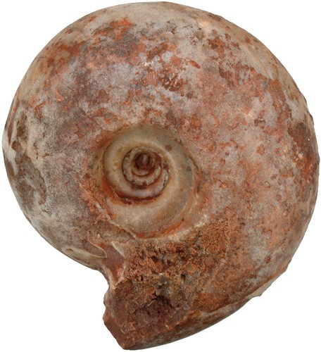 Perm pseudoschistoceras gigas - perm,