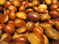 Esskastanie - Castanea