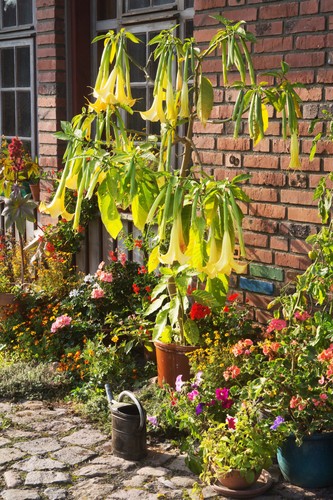 Samen die glocken blüten - die,