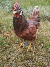 GARTENFIGUR DEKOFIGUR GARTENDEKORATION HUHN HÜHNER  HENNE  BRAUN 6452Y