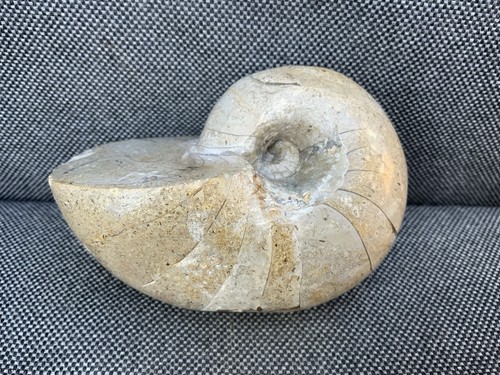 Poliertes nautilus seltenes - nautilus,