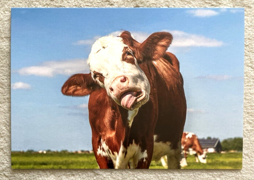 Postkarte rind kuh bulle - ak,