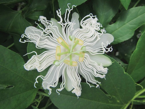 Passionsfrucht passiflora - passionsfrucht,