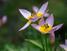 Mix stück wildtulpe - stück,