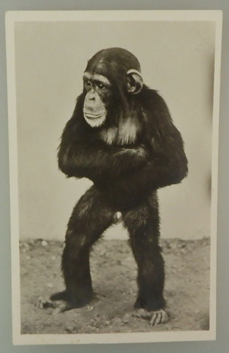 Foto postkarte carl hagenbecks - postkarte,
