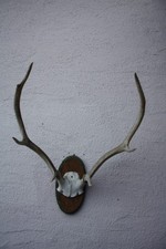 Geweih Hirschgeweih, Gehörn