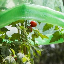 Windhager Tomaten