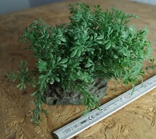 Busch Felsen Dekor für Terrarium Reptil Tank 10cm