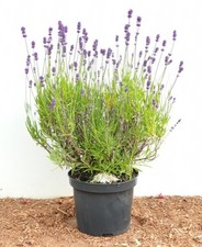 Lavandula angustifolia, Echter