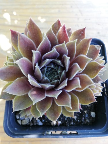 Sempervivum crows 2x - -,