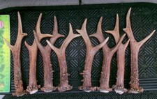 4 Paare echte Rehbock Abwurfstangen Rehgeweih Rehgehörn Geweih Floristik