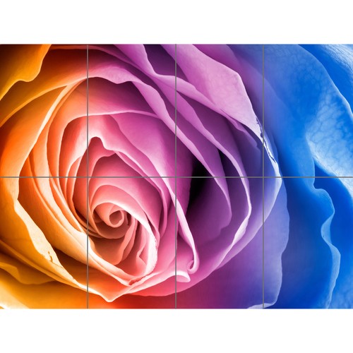 Regenbogenrose fotobearbeitung - regenbogenrose,