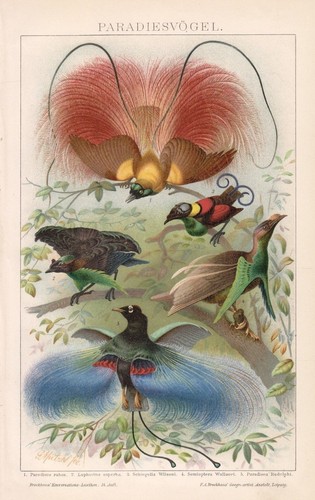 Paradiesvögel paradiesvogel - paradiesvögel,