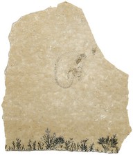 Malm Leptolepides sprattiformis  Fisch  Teleostei  Solnhofen Plattenkalk  Q9-3