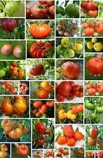 ~>32 alte Sorten leckerer Fleischtomaten internat. Alte Sorten--> zum auswählen