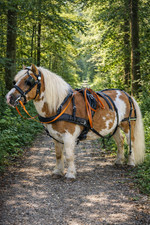 WEISSL Mini Shetty Geschirr