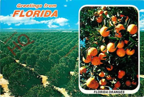 Ansichtskarte florida orangen - ansichtskarte,,