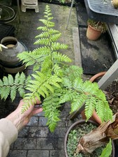 Cyathea exilis (Sehr selten) Rarität