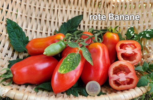 Rote banane tomate - rote,