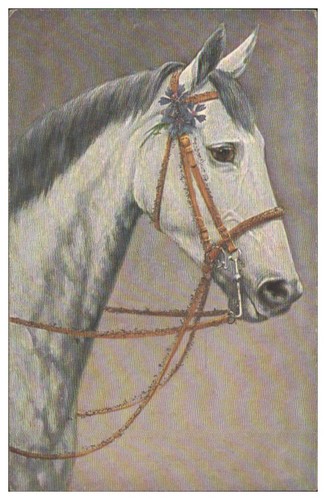 Xx2878 pferd pferdekopf ak - xx2878/,