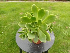 Aeonium haworthii im Topf