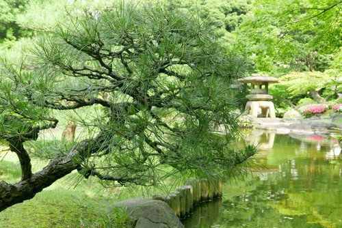 Samen bonsai schwarzkiefer - bonsai,