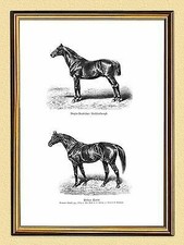 Pferd Bilder Anglo Araber Prince Paris Vollblut 1880 26 Faksimile im Goldrahmen