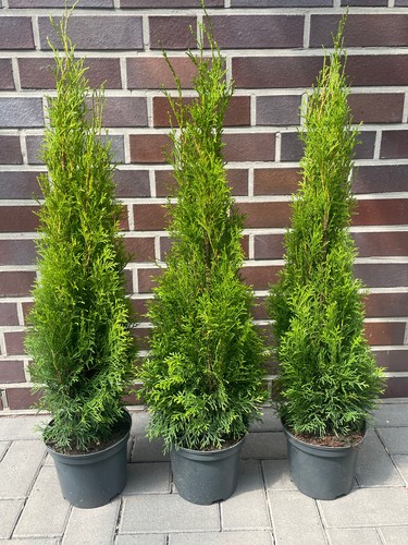 1st thuja smaragd - 1st., 70-100cm