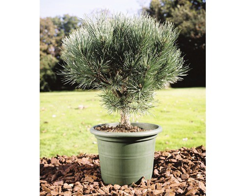 Blaue waldkiefer floraself - waldkiefer,
