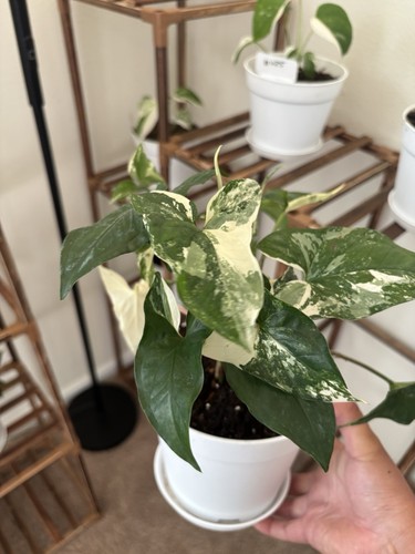 Syngonium albo variegated - albo, 6"