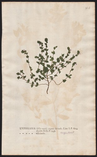 Euphrasia officinalis